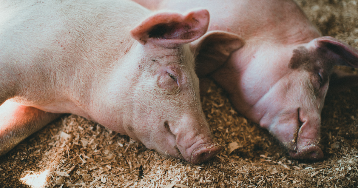 pigs