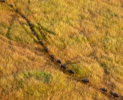 Wilderbeast cut a path through the grass