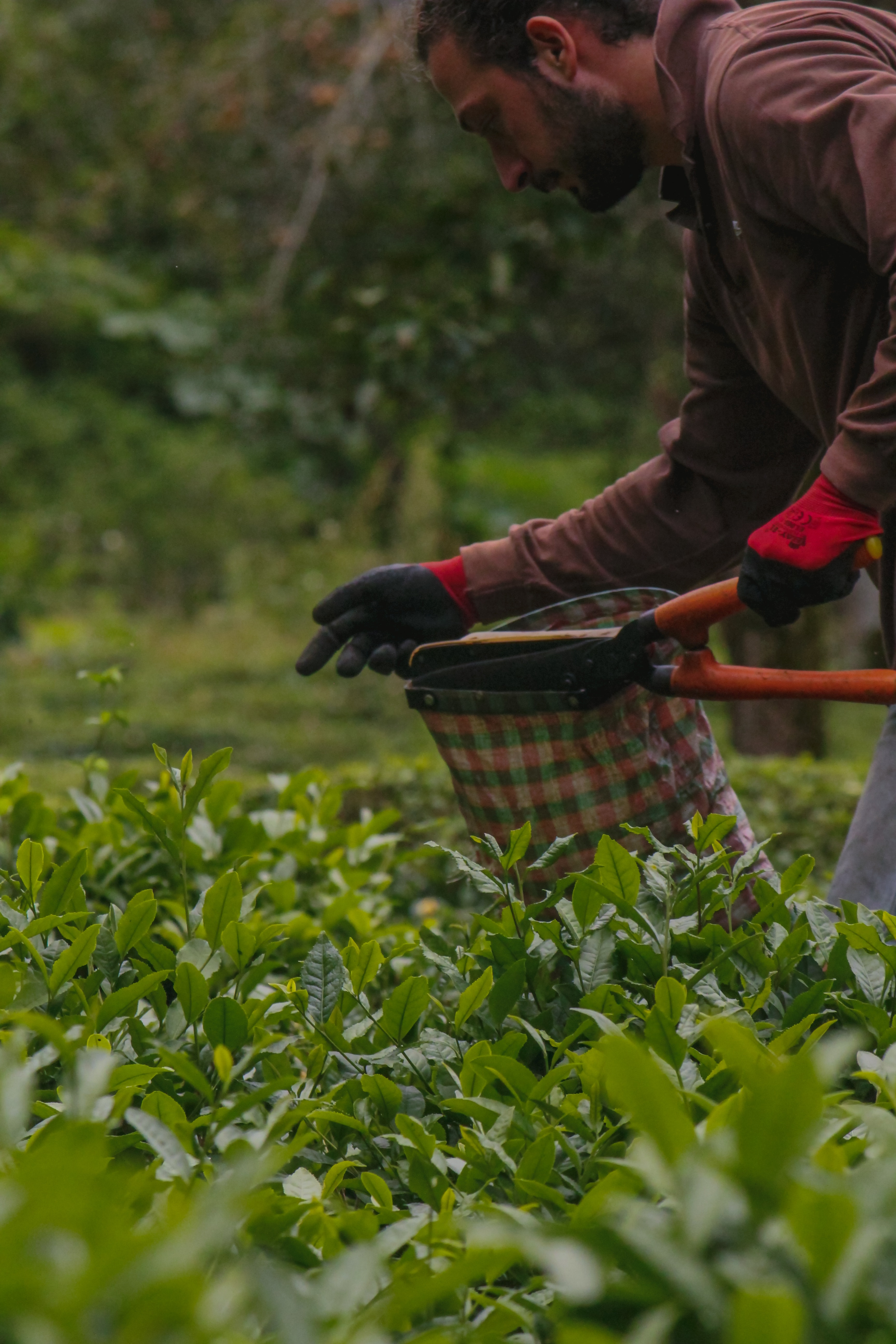 tea leaf harvest