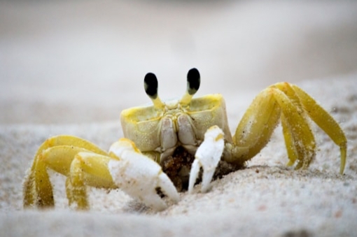 747x420-crab-animal-sentience-centre