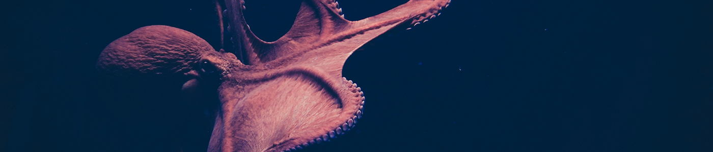 1400x300-animal-sentience