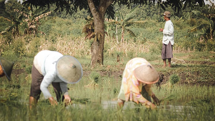 People in a field