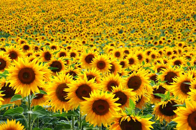 Sunflower-Ukraine