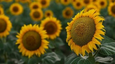 sunflower 16x9