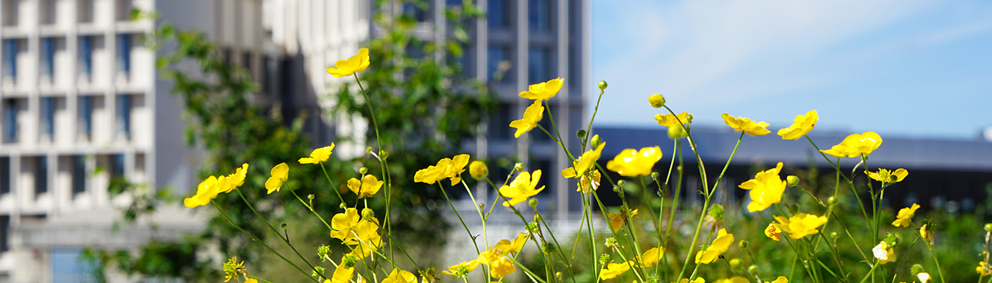 Yellow flowers in the LSE CBG roof terrace garden
