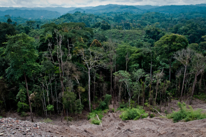 What is the role of deforestation in climate change and how can 'Reducing  Emissions from Deforestation and Degradation' (REDD+) help? - Grantham  Research Institute on climate change and the environment