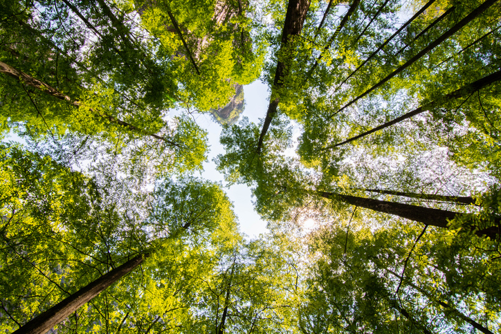 Low angle view of beech forest in springtime