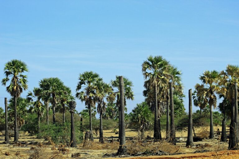 Farmed palm trees set against an arid landscape