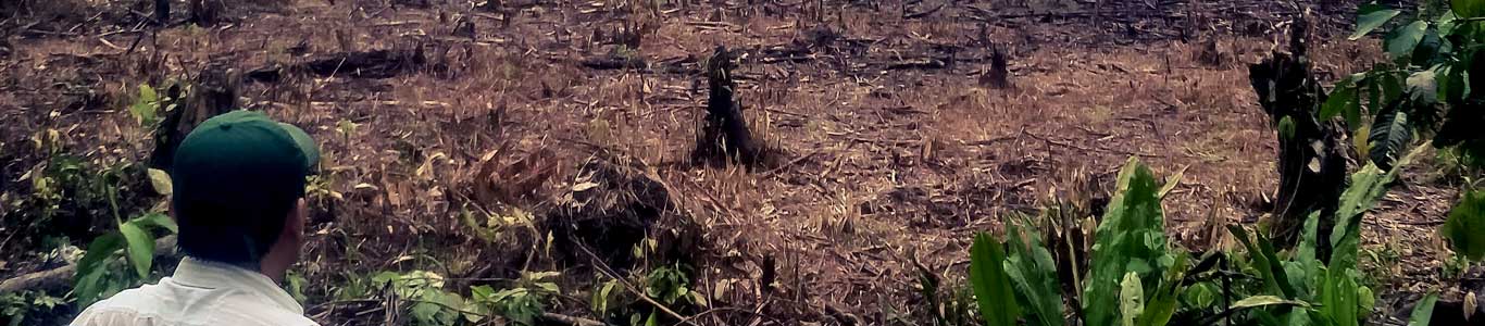 Colombian farmer looks at destroyed crop field.