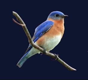 grimshaw-bluebird-blog