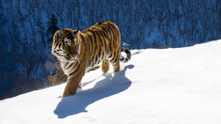 Siberian Tiger credit Sergey Gorshukov 747x420