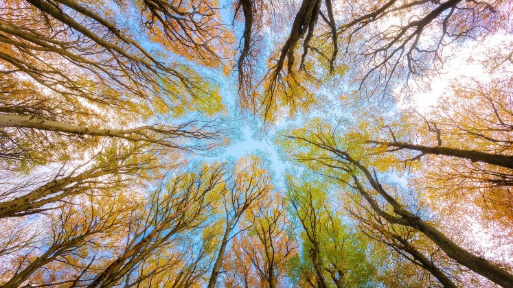 treeslookingup747x420