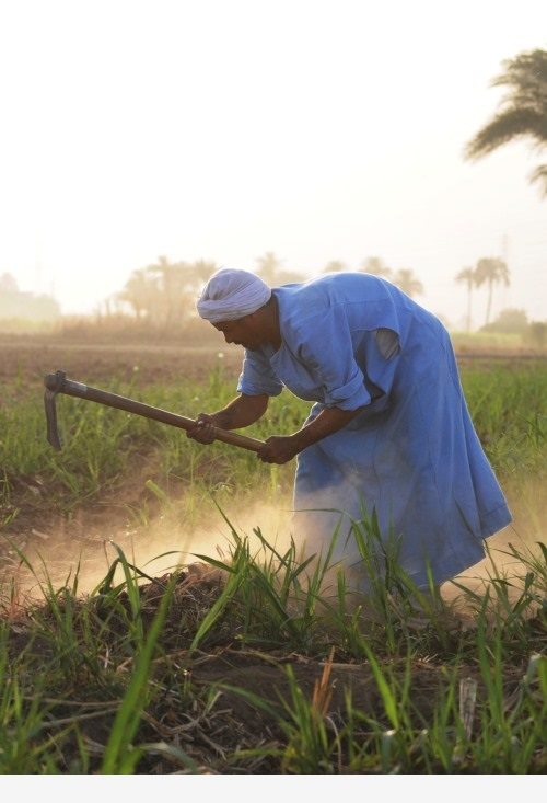 Club Med UK Man in Egyptian Fields Flickr 500x733