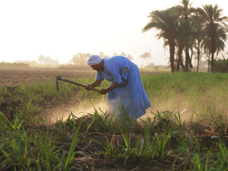 man-in-egyptian-fields-800-600