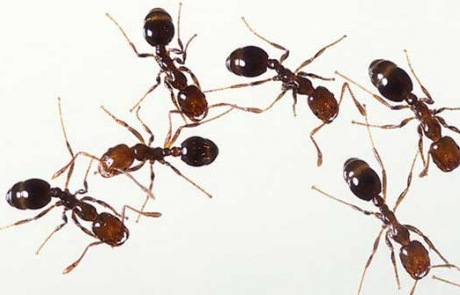 The Ant Trap: An Expert Workshop