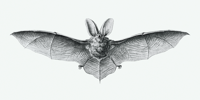 Vintage bat illustration on white background