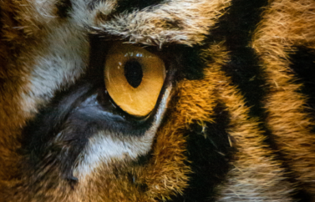 Majestic Tigers: New paper by CPNSS Research Fellow Rosalind Arden