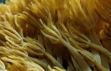 New paper by Lorenzo Sartori: Model Organisms as Scientific Representations