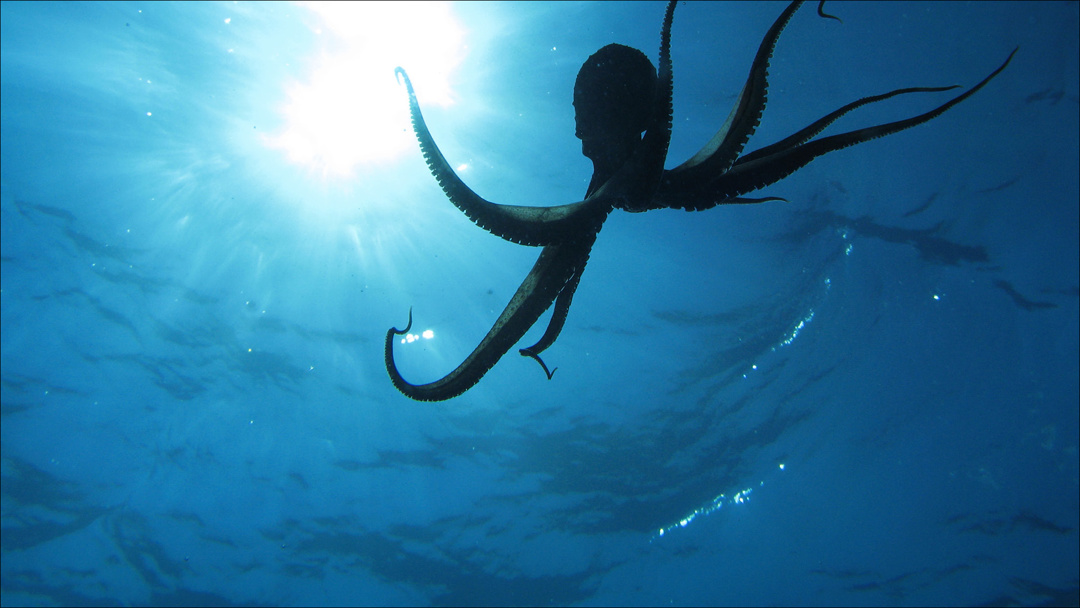 An octopus in the sea