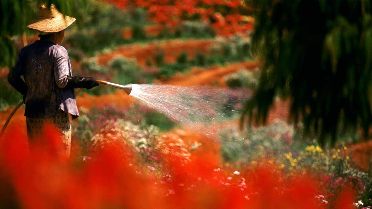 A person watering a field of flowers. 
