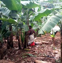 uganda farming