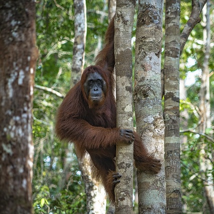 borneo-rainforest Cropped