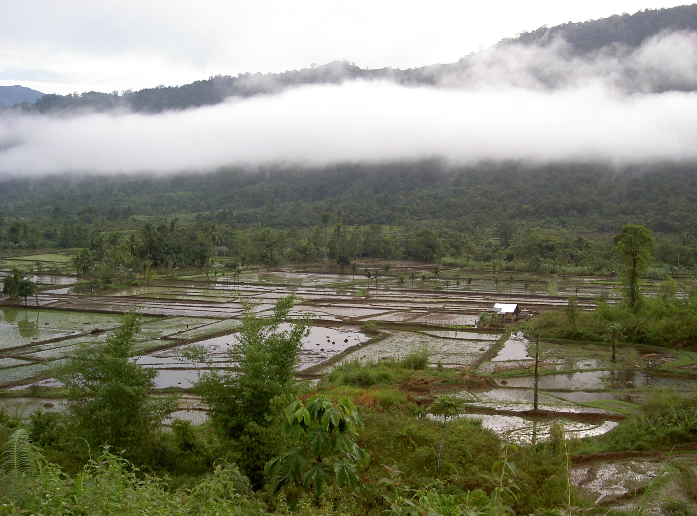 papua