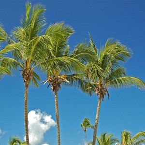 CoconutPalmweb