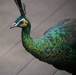 Greenpeafowl2web