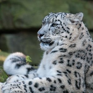 SnowLeopardweb