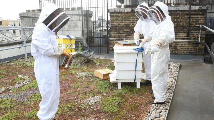 Beekeeping