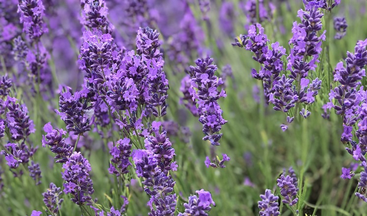 Mayfield-Lavender-Farm-747x440