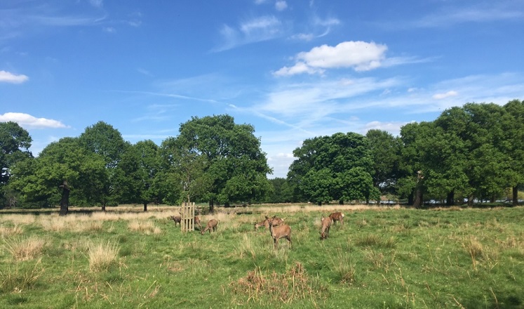 Richmond-Park-Blogger-747x440