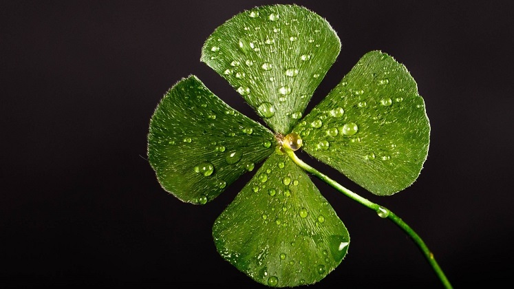 lucky shamrock